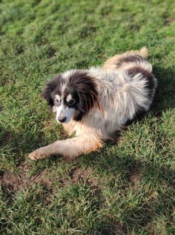 CANE IN ADOZIONE: PEGGY, dolce e determinata. - Foto 5