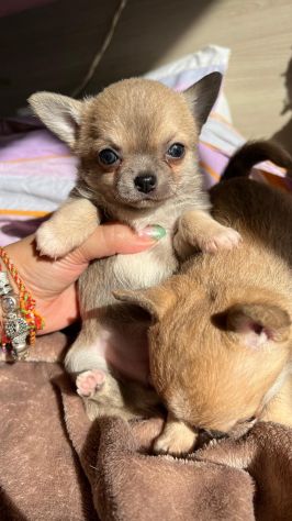 Cuccioli di chihuahua - Foto 4