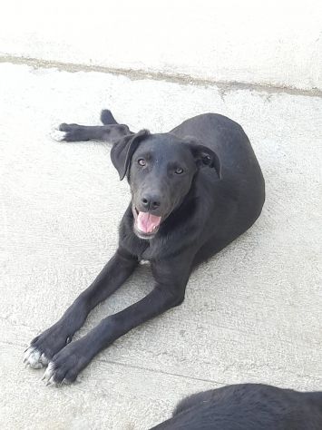 CUCCIOLA NERA – 4 MESI Futura taglia media IN CANILE - Foto 2