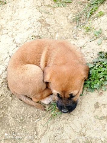 Suela cucciola - Foto 5