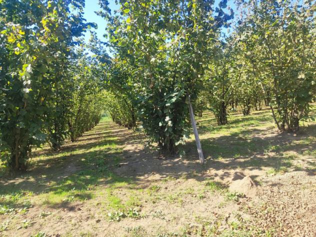 Agricolo in Via Bosco Magliano - Foto 12