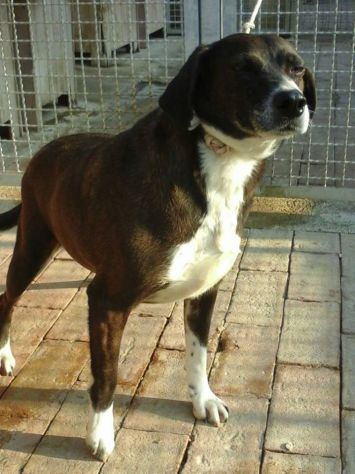SPUGNINO, cagnolino invisibile - Foto 3