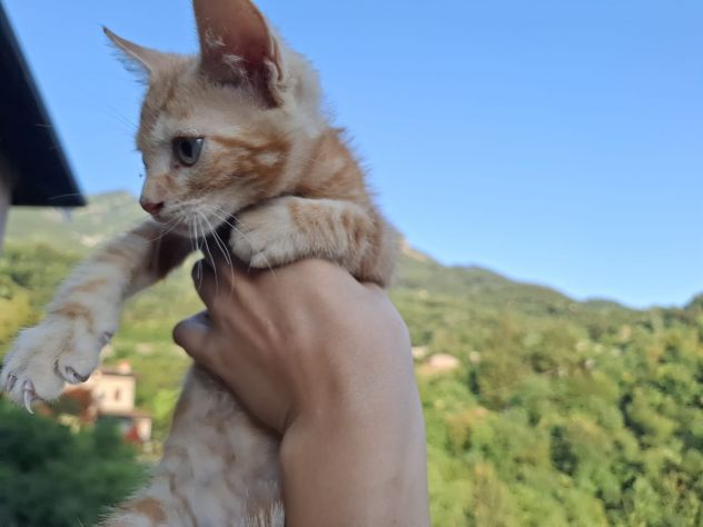 SPLENDIDI GATTINI MASCHI DI DUE MESI E MEZZO - Foto 2