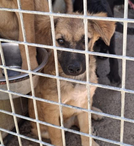ORSETTA 4 MESI TAGLIA MEDIA IN CANILE - Foto 2