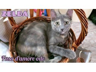 ZELDA, tenera gattina da adottare!