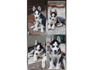 Cuccioli husky