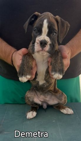 Cuccioli boxer da Riproduzione Selezionata - Foto 2