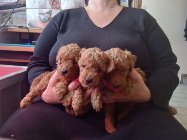 Cuccioli di Barboncino Red - ULTIMI - - Foto 5