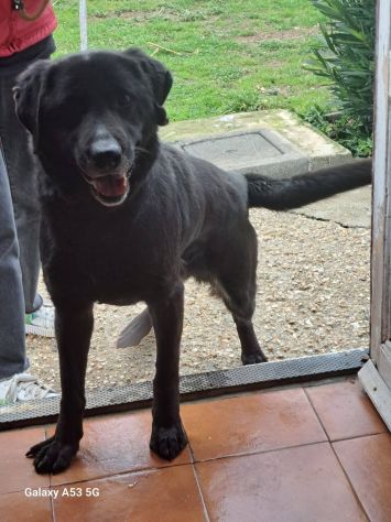 Ciccia simil Labrador - Foto 6