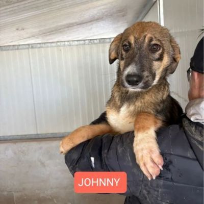 CUCCIOLI IN ADOZIONE - Foto 5