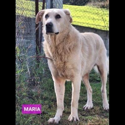 UNA FAMIGLIA DI CUORI BIANCHI DA SALVARE, CANE IN ADOZIONE - Foto 6