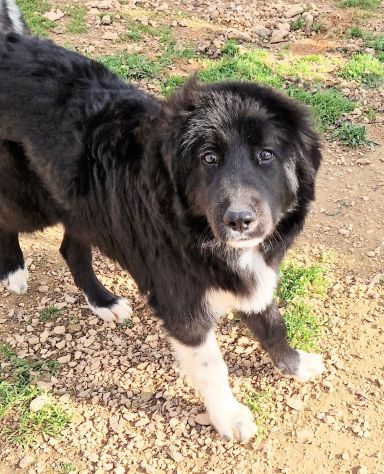 CHIAMA PER QUEGLI OCCHIONI TRISTI!MAX,IN CANILE! - Foto 6