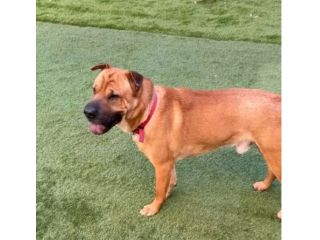 Mix Sharpei 5anni ..2anni di appelli finirà a breve in canile MILANO