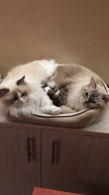 Gatte razza Ragdoll in Rehoming - Foto 2