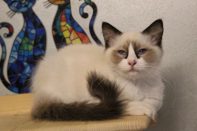Ragdoll cuccioli - Foto 8