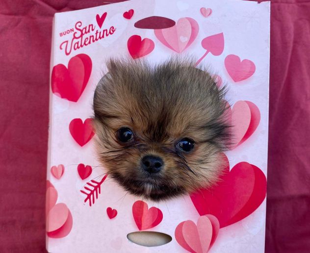 Spitz nano (Pomerania) - Foto 3