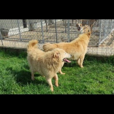 DUCCIO GIOVANE CAGNOLINO IN ADOZIONE - Foto 8