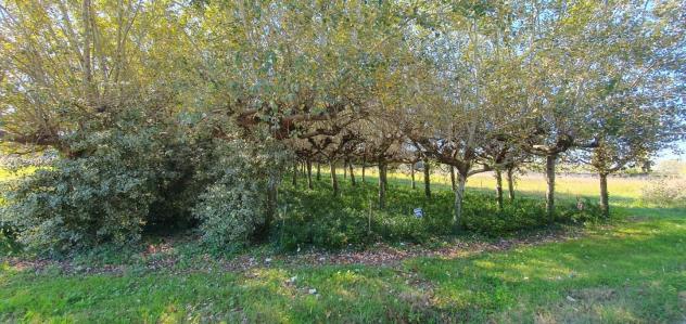 Terreno agricolo in vendita a Segromigno In Piano - Capannori 3000 mq Rif: 1370882 - Foto 8