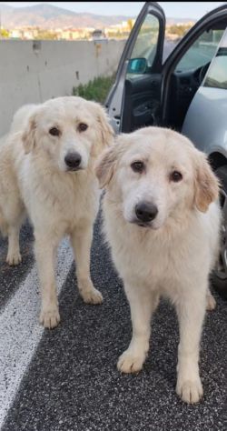 CUCCIOLI MAREMMANO 18 MESI - Foto 2