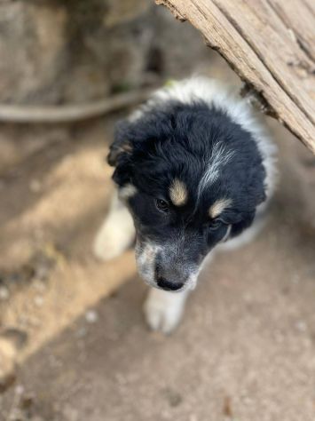 Pepita cucciola - Foto 2
