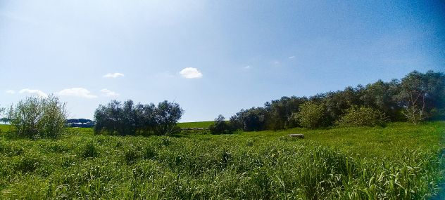 Laurentina - Monte Migliore 2 terreni (Edificabile e agricolo). Imperdibili !!!