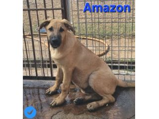 Amazon
