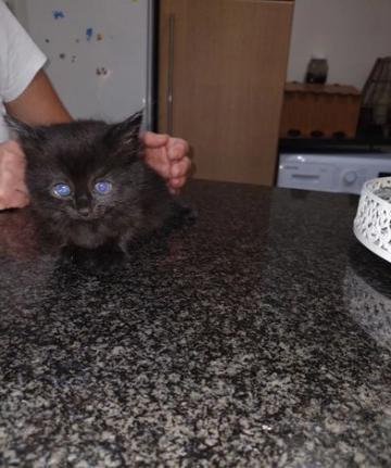Dolcissimi cuccioli Munchkin bianci e neri - Foto 2