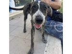 ELSA SPLENDIDA CUCCIOLA IN ADOZIONE