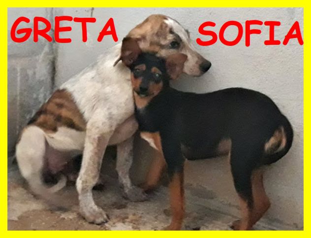 DOLCI CUCCIOLE ABBANDONATE E SPAVENTATE CERCANO CASA - Foto 4