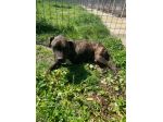 Tasha adozione cane tripode