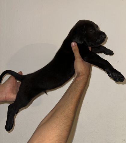 🐾Cuccioli di cane corso in cerca di una famiglia 🐾 - Foto 4