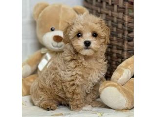 MALTIPOO CUCCIOLI  da 60 euro al mese