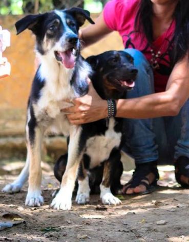 Bellissima cucciolotta in cerca d'amore - Foto 2