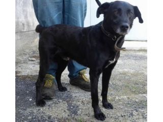 TOM, bellissimo cagnolino cerca adozione