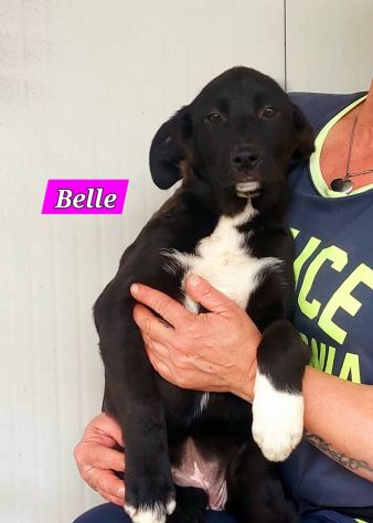 CUCCIOLI IN ADOZIONE - Foto 5