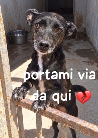 MINNIE 4 ANNI 6/7 KG taglia piccola