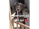 MINNIE 4 ANNI 6/7 KG taglia piccola