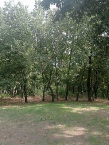 AMPIO TERRENO DI 8.000 MQ CON CASOLARE DA RISTRUTTURARE - Foto 2
