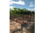 Agricolo in vendita a Tollo