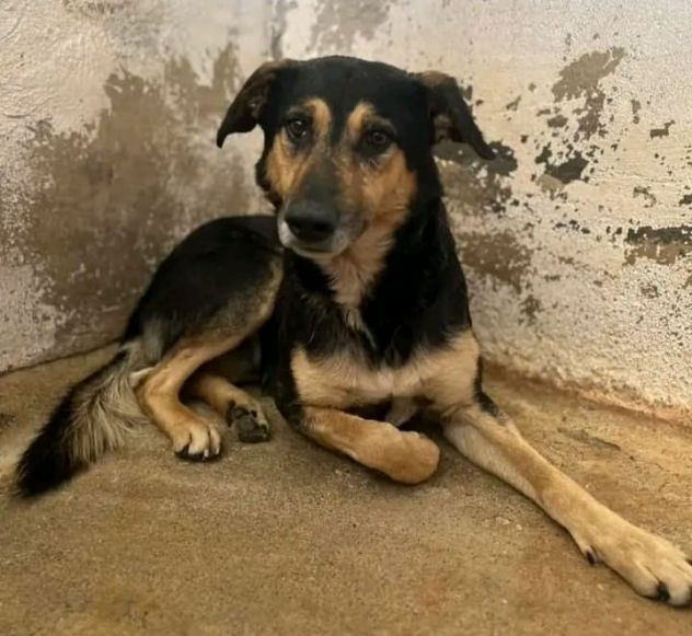 ZAPATA RASSEGNATO CANE IN ADOZIONE - Foto 4