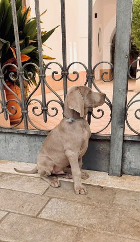 Meravigliosi Cuccioli di Weimaraner con Pedigree ENCI - Foto 5