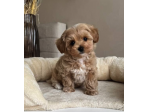 Disponibili cuccioli di Maltipoo, maschi e femmine- PAGAMENTO RATEALE