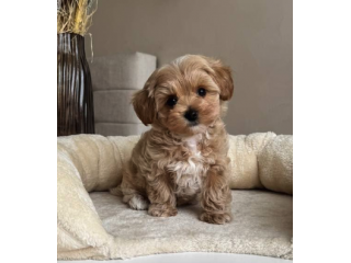 Disponibili cuccioli di Maltipoo, maschi e femmine- PAGAMENTO RATEALE