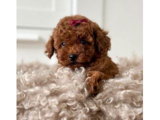 BARBONCINO - BARBONCINI NANI e TOY CUCCIOLI pag 12 rate
