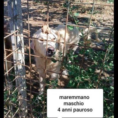 CANI IN ADOZIONE URGE AIUTARLI - Foto 10