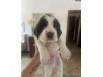 Cuccioli cocker spaniel