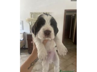 Cuccioli cocker spaniel