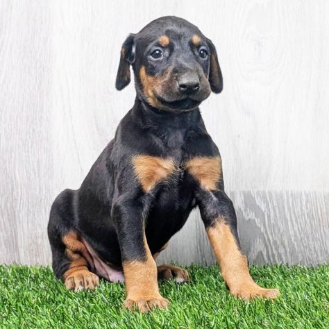 Cuccioli di Dobermann - Foto 2