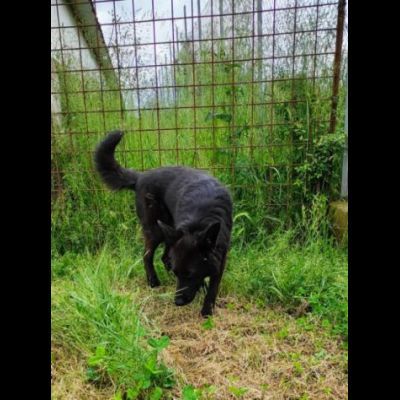 ALBERTO lupetto in miniatura, socievole, curioso, cane in adozione - Foto 6