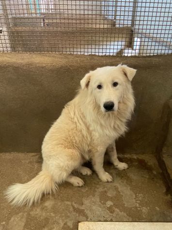 OWELL cerca SALVEZZA dal canile eterno CANE IN ADOZIONE - Foto 7